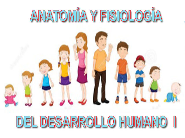 Anatomía y Fisiología del Desarrollo Humano l